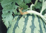Watermelon_Disease